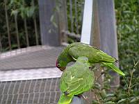 Amazone a joues vertes, Amazona viridigenalis (Photo F. Mrugala) (3)